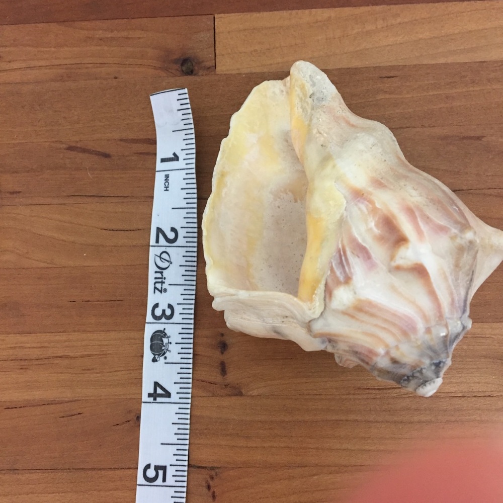 Beautiful Real Seashell - Picture 11 of 12